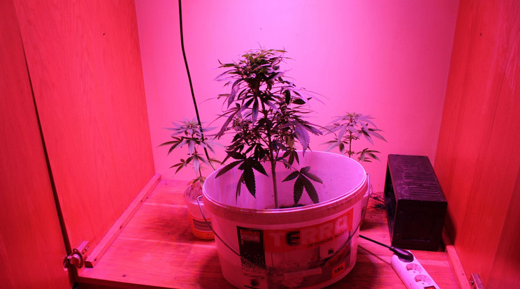 A szekrényben nevelgette a cannabist / Foto: police.hu