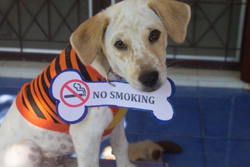 Letenné a cigarettát? Boldogabb és egészségesebb lesz még a kiskedvence is!