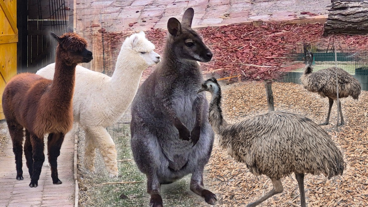 (Foto, video) Kengur Dragan, emui i alpake u Nišu: Neobične sudbine životinja u selu kod Kamenice