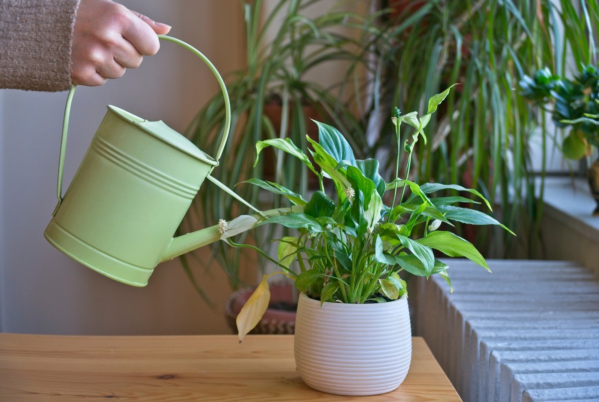 Zapałki mają główki bogate m.in. w siarkę, dlatego można je wykorzystać jako prosty i naturalny nawóz