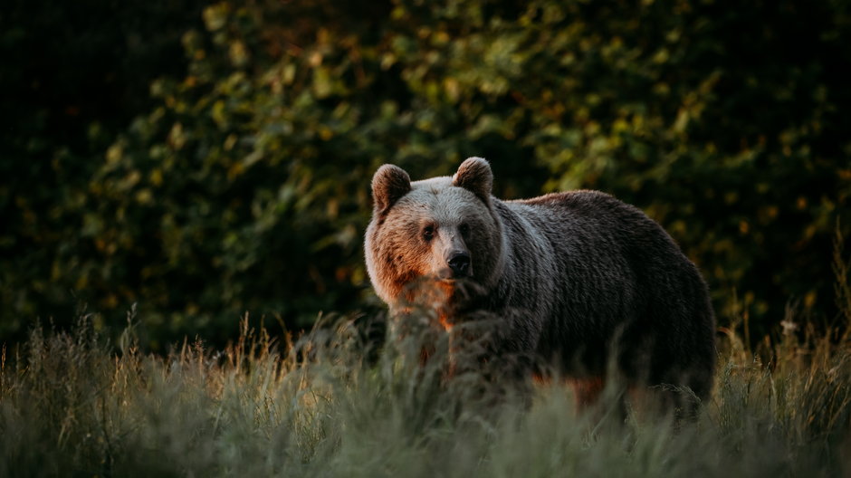 Niedźwiedź zaatakował leśniczego (zdjęcie ilustracyjne) 
