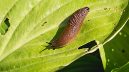 połóż to w ogrodzie. ślimaki przestaną się panoszyć