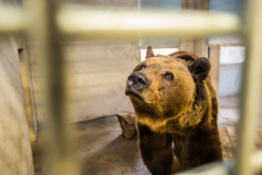 Niedźwiedziarnia w Nowym Zoo w Poznaniu będzie rozbudowana