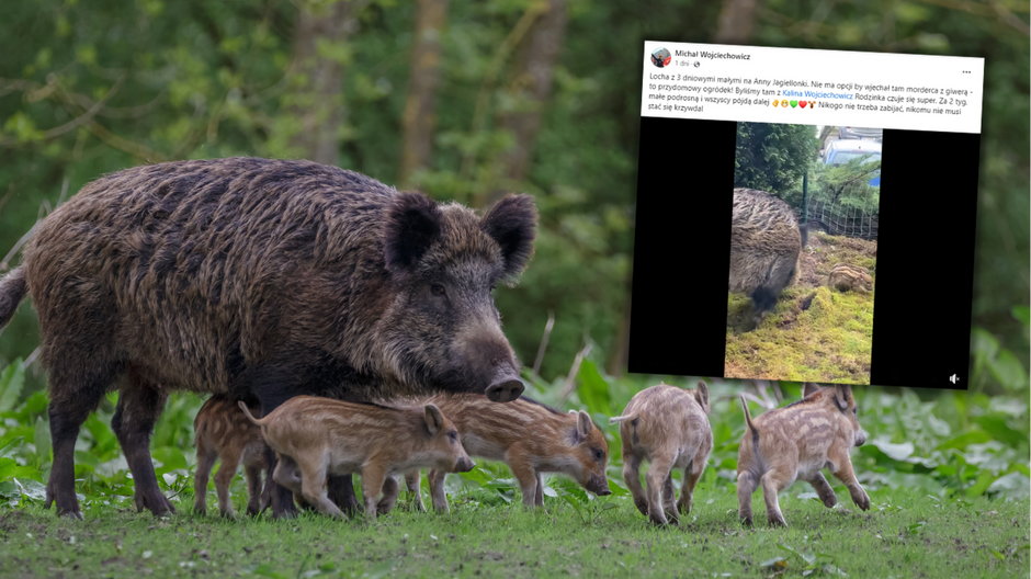 Warchlaki w przyblokowym ogródku mają się dobrze (fot. Facebook/Michał Wojciechowicz)