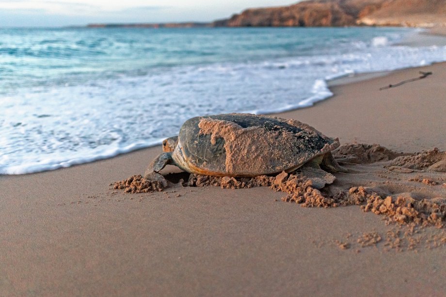 Jeden z mieszkańców rezerwatu Ras al Jinz, Oman