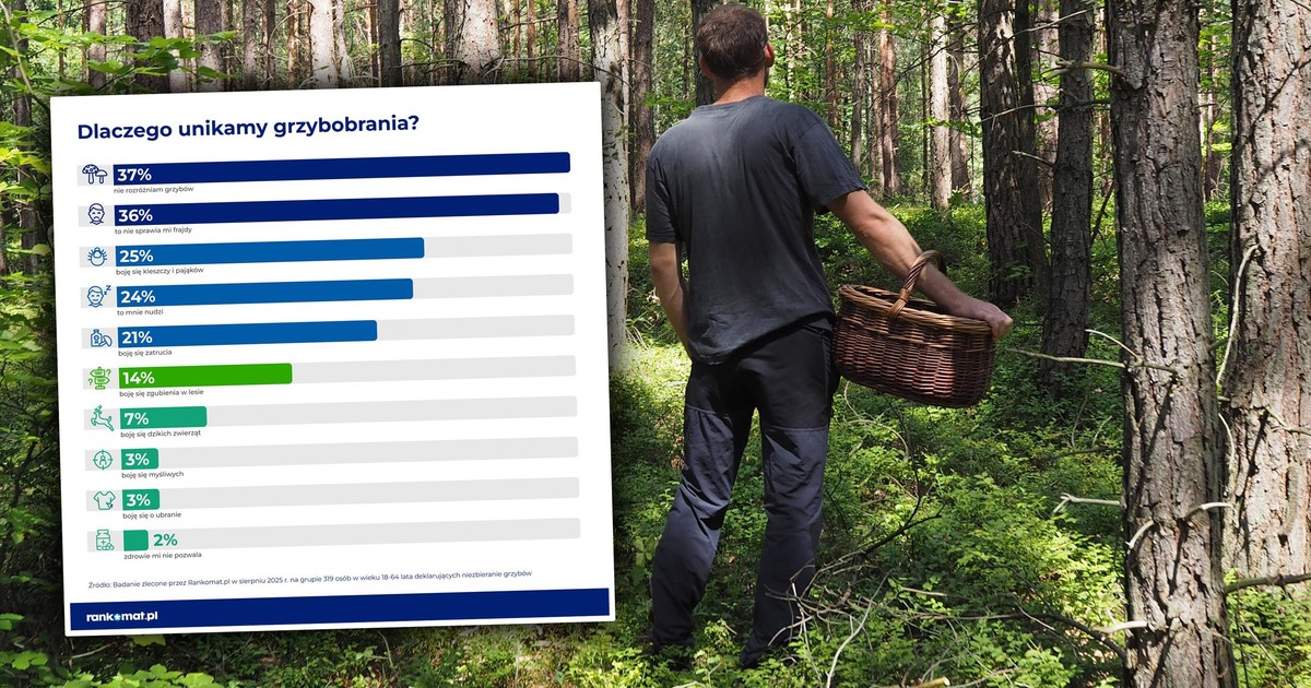 To nie trujaków boimy się najbardziej na grzybobraniu. Sondaż obala mity