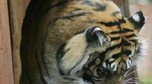 BRITAIN-ANIMALS-TIGERS-VALENTINES