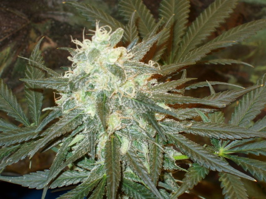 Marihuana i dalje najtraženija