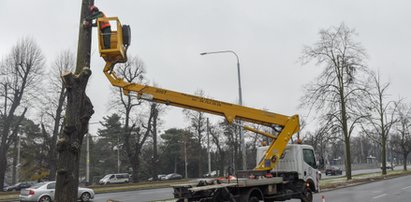 Z Wielkiej Alei Lipowej znikają stare drzewa. Chodzi o bezpieczeństwo