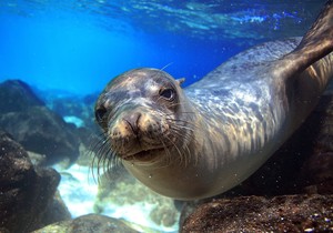 Sredozemna medvedica ponovo viđena u crnogorskom moru: Ilustracija