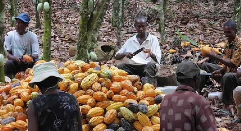 Cocoa farm