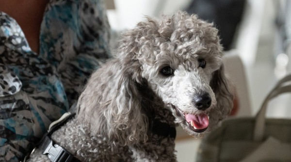 Pies i kot mogą skorzystać z pomocy przez aplikację swojego pana