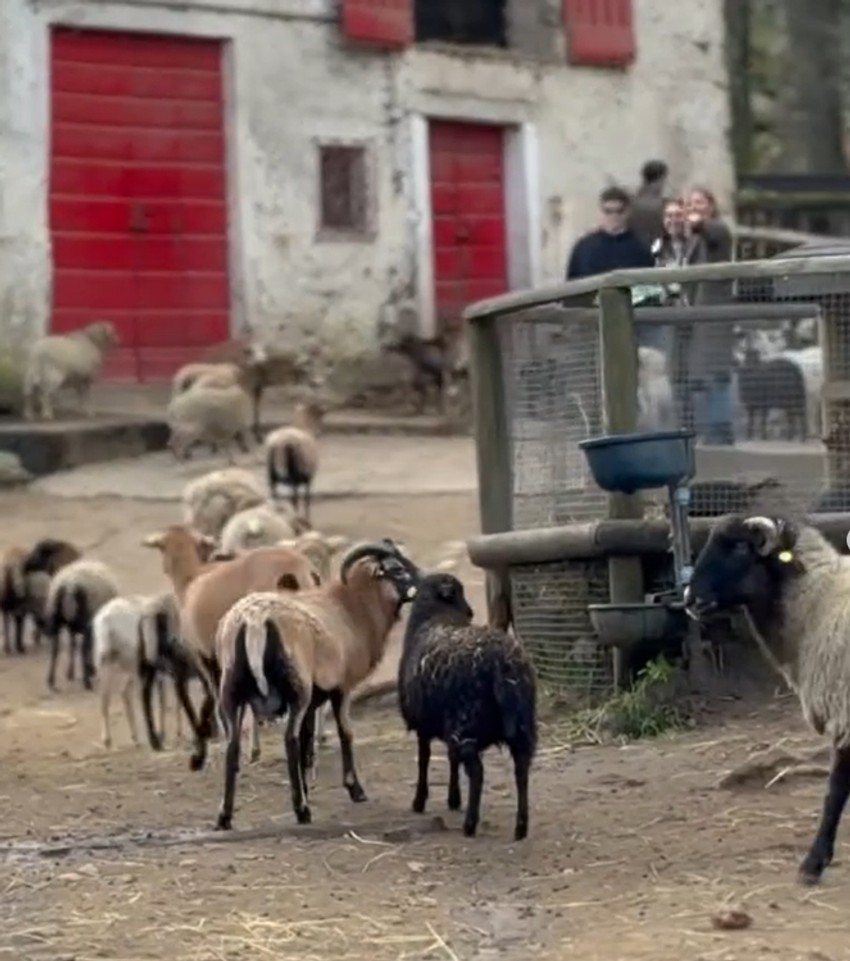 Nikolina Pišek, objava