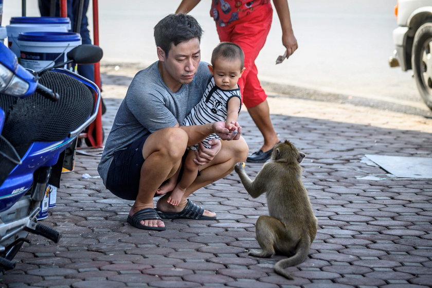 Małpy sieją postrach w tajskim Lopburi