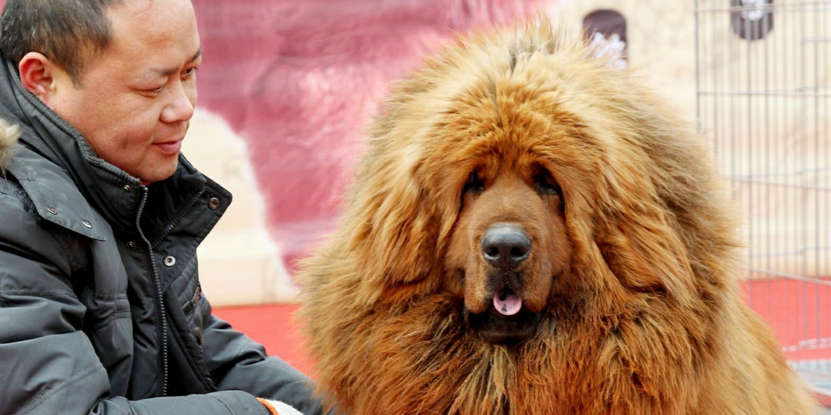 Mastif tybetański ze swoim właścicielem na wystawie psów w Chinach