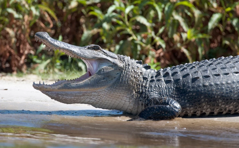 Ilustracija: aligator