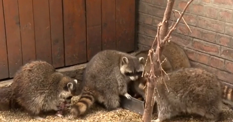 Rakuni u Beo Zoo Vrtu