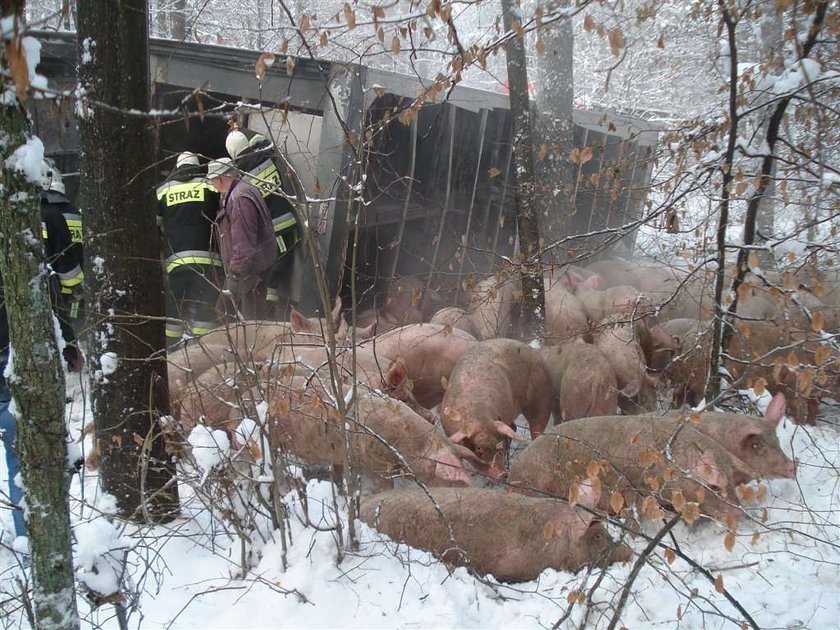 Wieprzowy dramat! Świnie wypadły z TIR-a, ratowali je strażacy