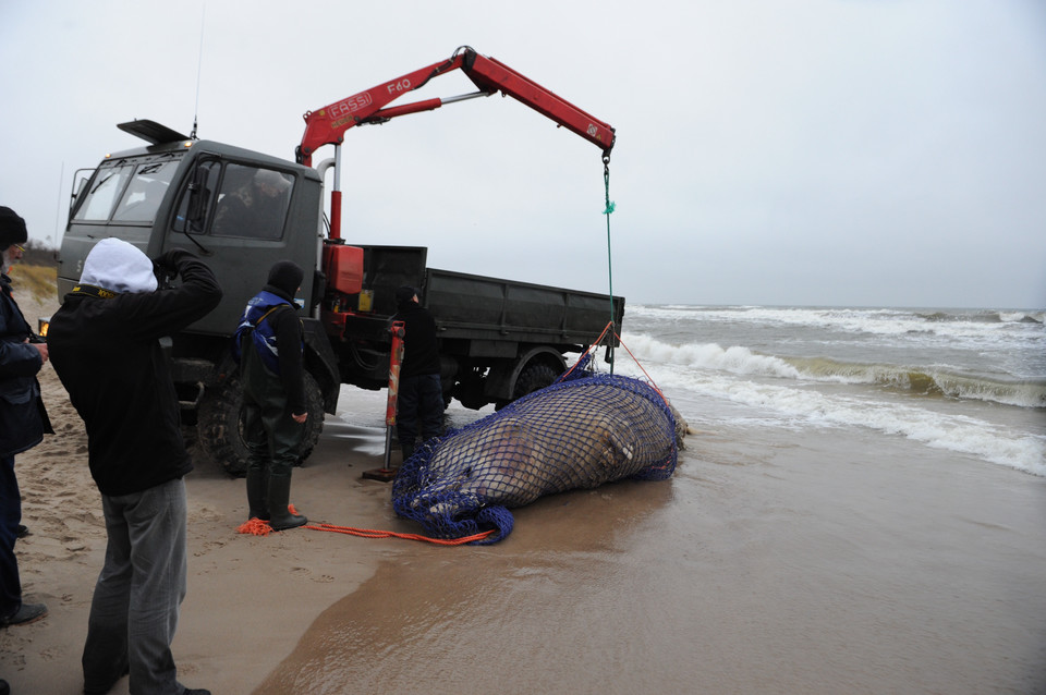 Wieloryb na plaży w Unieściu