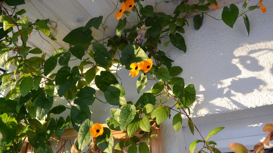 Thunbergia oskrzydlona