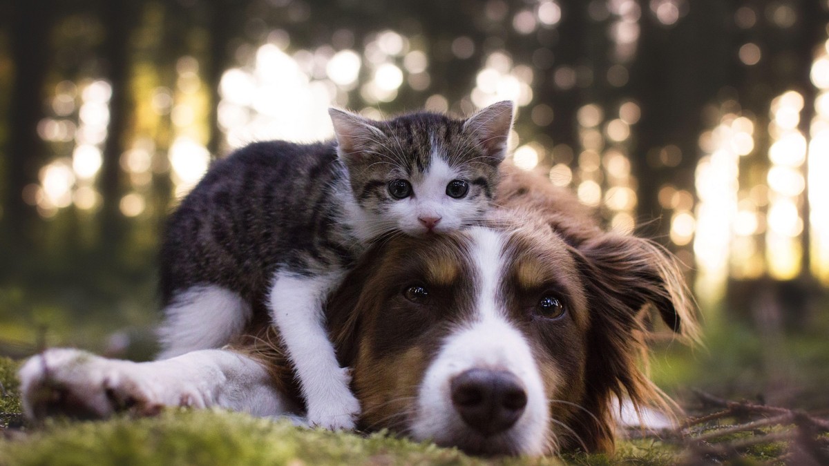 Njihova ljubav ne poznaje granice