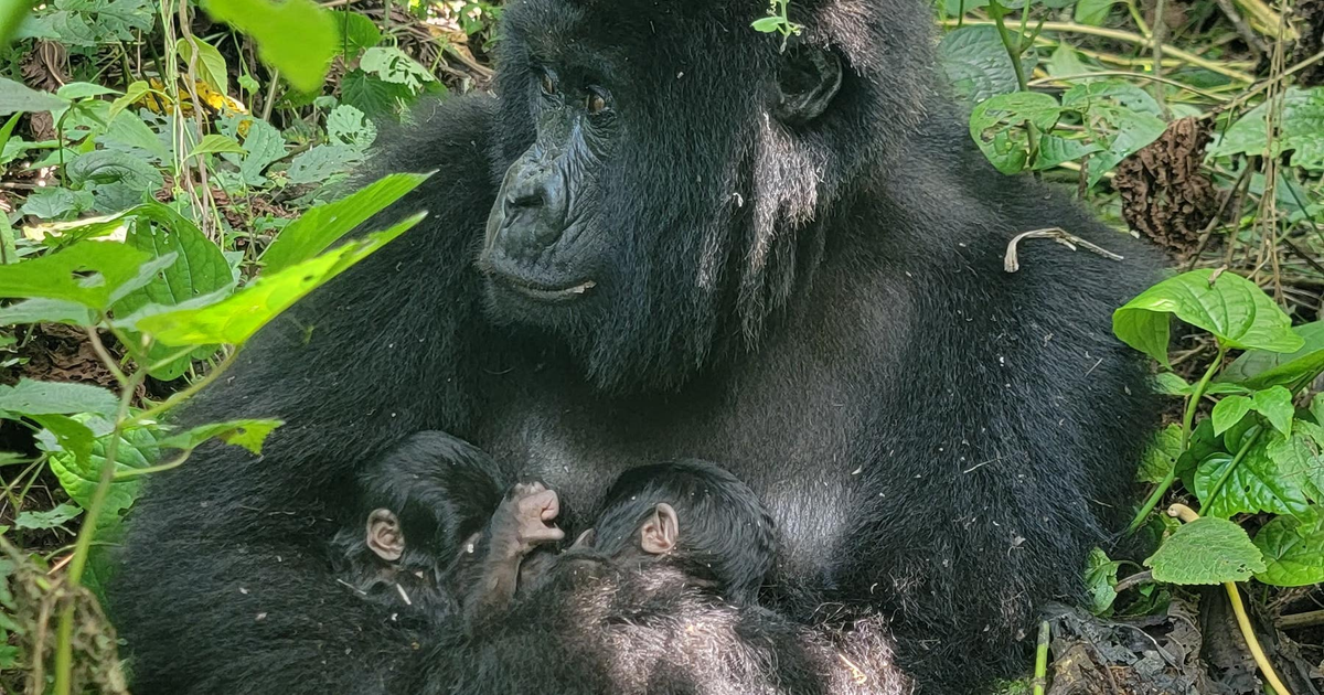 Rare mountain gorilla twins born in Congo's Virunga National Park