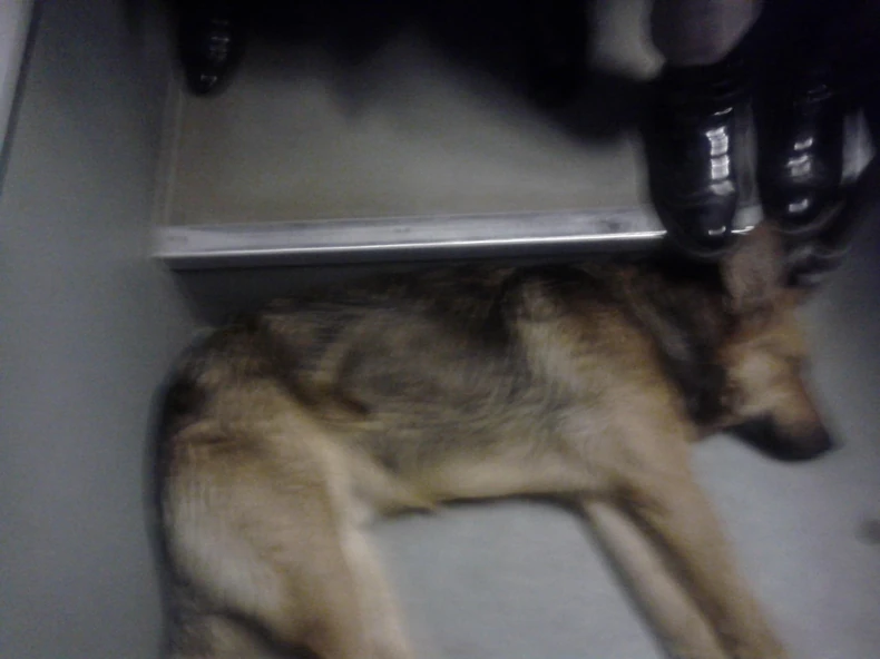 Pomozite mu da pronađe dom  Foto:Fejsbuk/Snežana Bulajić