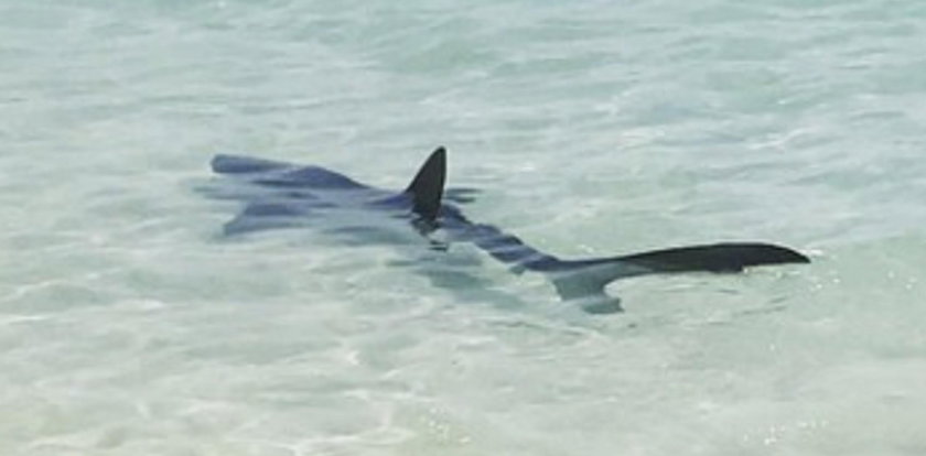 Rekin przy plaży na Majorce. Ewakuowano turystów
