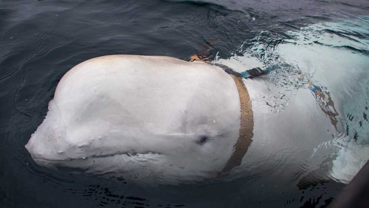 Białuchę arktyczną, którą norweskie władze podejrzewają o wytresowanie do celów szpiegowskich przez Rosję, widziano w pobliżu miasta Hammerfest. Media społecznościowe obiegło nagranie, na którym ssak wyłowił telefon, jaki przypadkowo wpadł do oceanu.