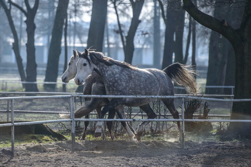 Są ustalenia w sprawie śmierci koni z Janowa!