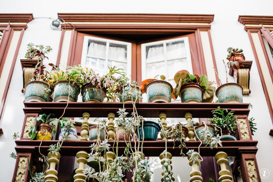 Rośliny na balkon