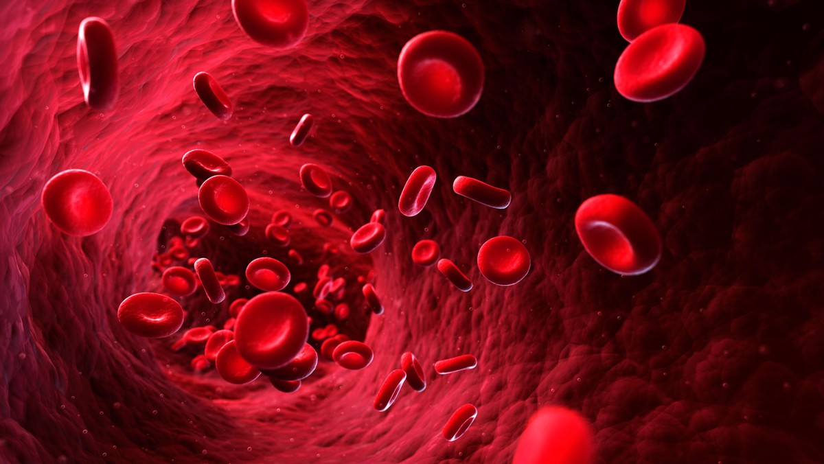 Human red blood cells, artwork