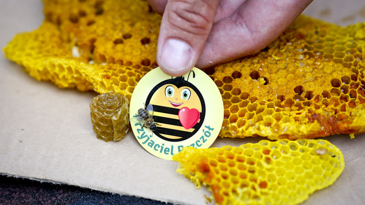 Najczęstsze i zazwyczaj pierwsze skojarzenie z pszczołami dotyczy miodu. Wiele osób nie wie, że pszczoły nie produkują miodu dla ludzi. Jest to ich pokarm konieczny do przetrwania zimy i wczesnej wiosny przed rozkwitem kwiatów. Ile tak naprawdę wiadomo na temat tych pożytecznych zagrożonych wyginięciem owadów? 8 sierpnia obchodzimy w całej Polsce Wielki Dzień Pszczół, który jest szansą na poznanie całej prawdy o pszczołowatych i ich roli oraz sposobach, jak na co dzień ratować je przed masowym wymieraniem.