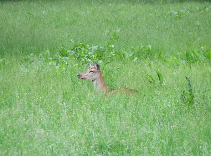 W Puszczy Białowieskiej rozpoznano dotąd 12 tysięcy gatunków zwierząt© www.tydecydujesz.org