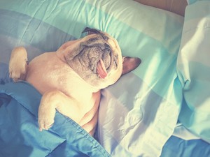 A legmenőbb kisállatfekhelyek, amik még otthonodat is feldobják