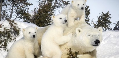 Polarne misie czekają na święta