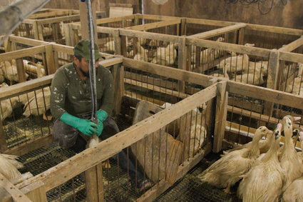 Synonim luksusu czy przejaw okrucieństwa? Tak powstaje foie gras