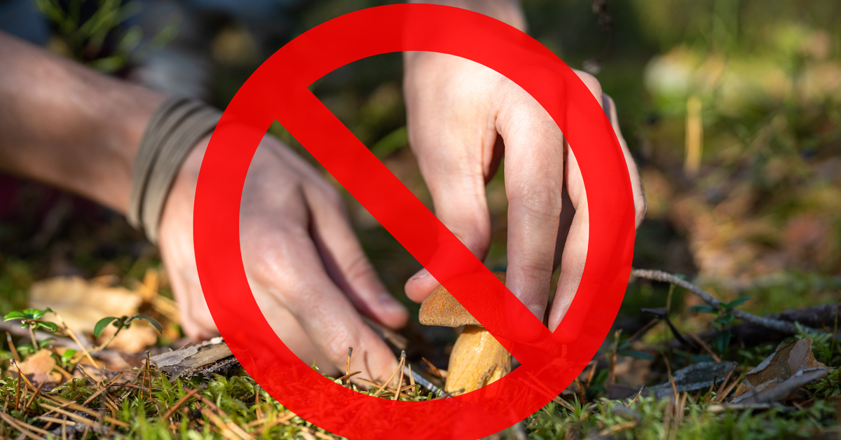 5000 zł grzywny za zbieranie grzybów. Obowiązuje zakaz zbierania