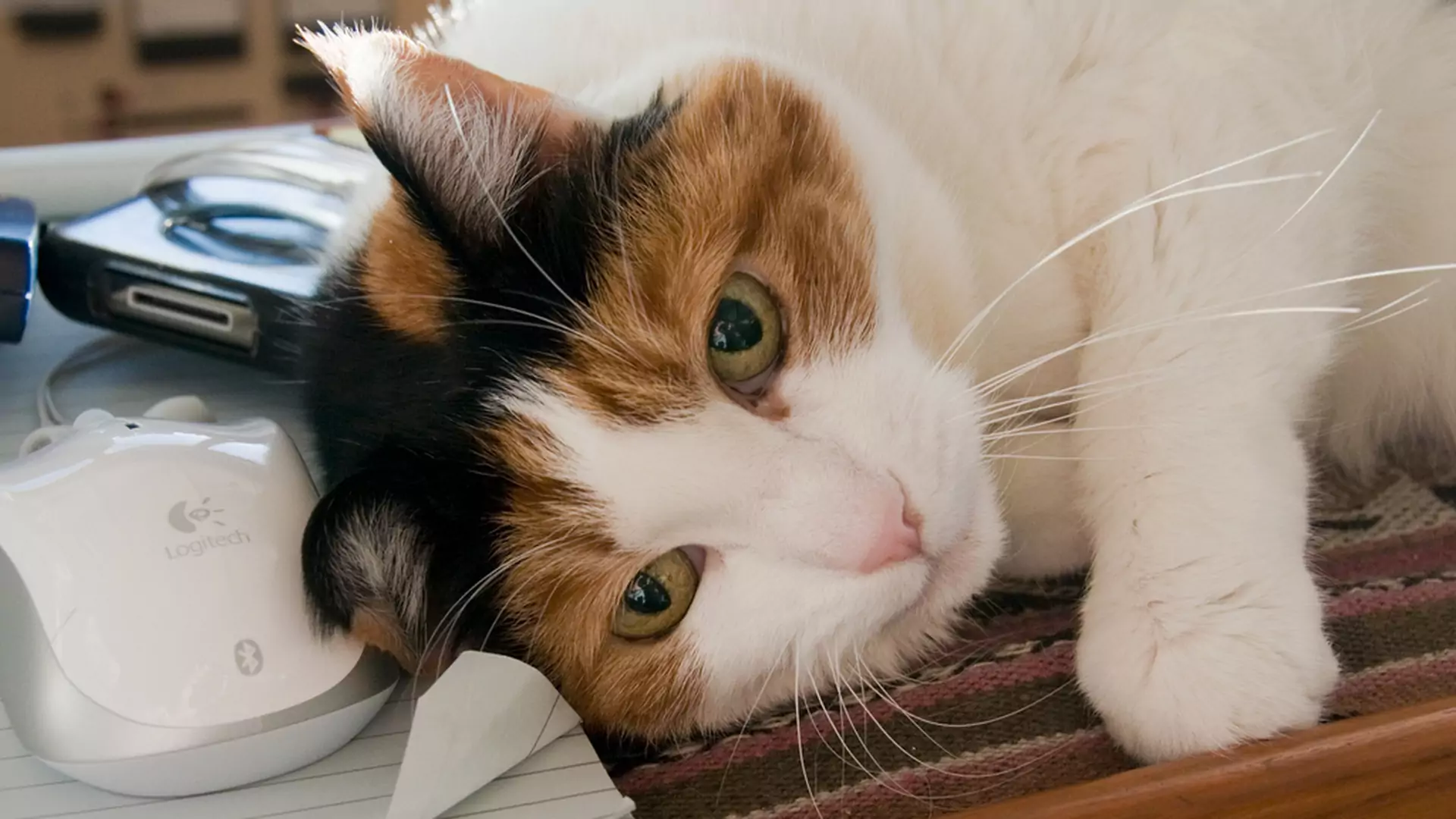 Dlaczego koty miauczą tylko do swoich właścicieli? Wyjaśniamy koci język