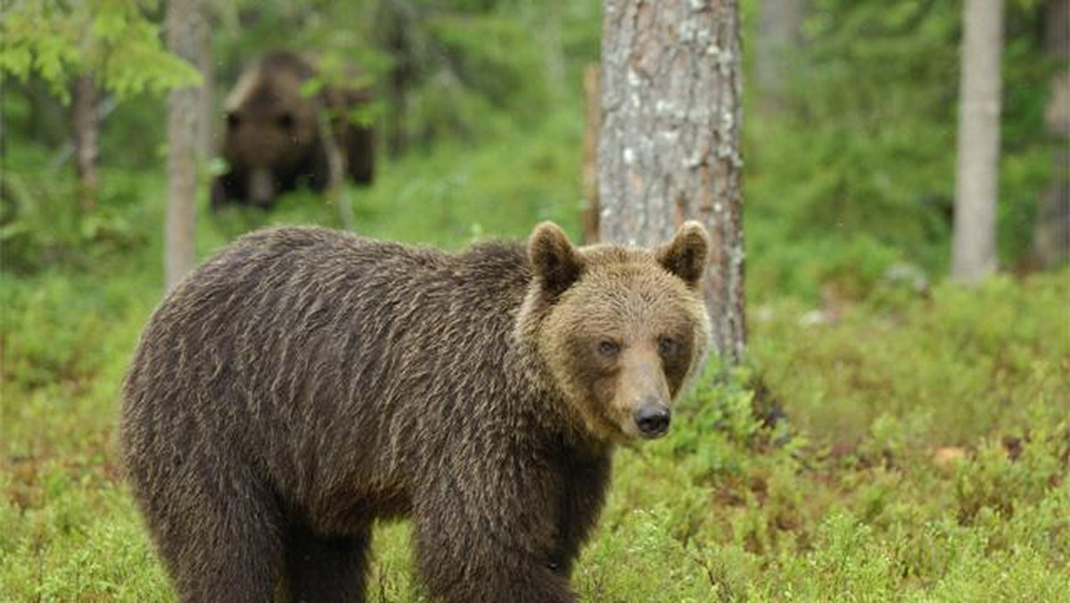Nie dokarmiajmy niedźwiedzi i nie wchodźmy na ich terytorium, a kiedy je spotkamy, powoli się wycofujmy - apeluje organizacja WWF. Ekolodzy oraz m.in. pracownicy pięciu parków narodowych rozpoczęli akcję edukacyjną skierowaną do turystów przebywających w górach.