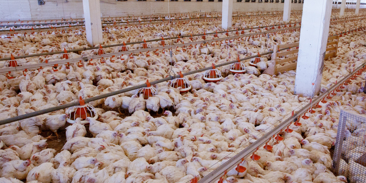 Myją kurczaki w brudnej wodzie i sprzedają je w największych supermarketach