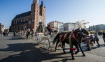 Pod Wawelem znęcają się nad końmi? Jest śledztwo