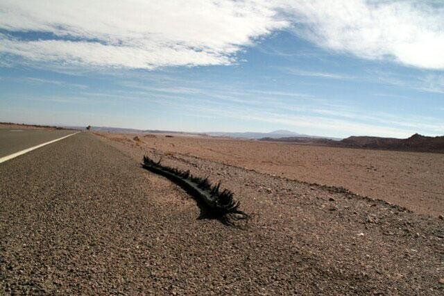 Galeria Chile - Atacama, obrazek 11