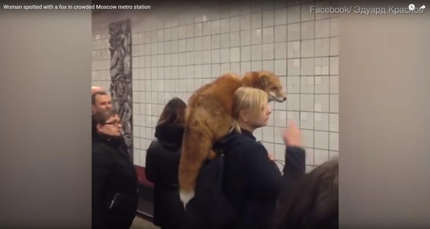 Niespodziewany pasażer w metrze. Podróżni przecierali oczy ze zdumienia