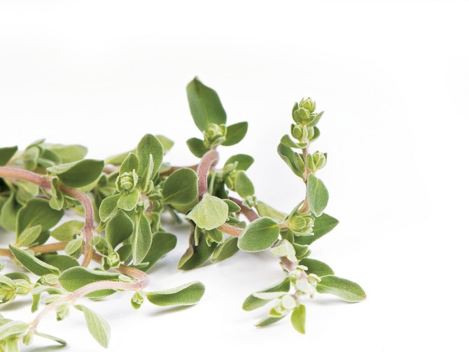 8228_stock-photo-fresh-leafs-of-thyme-herbs-on-a-white-background-shutterstock_46410622