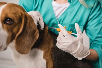 kutya macska mikrochip állatorvos Petvetdata