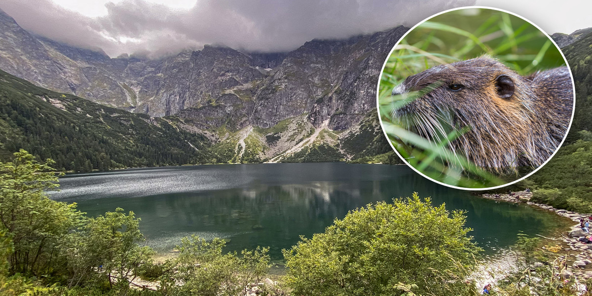 Morskie Oko. Nie żyje słynny bóbr. 