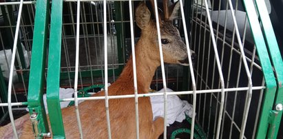 Jelonek zakleszczył się w ogrodzeniu sklepu, a gdy się uwolnił, pognał prosto między półki. Ratowali go strażacy