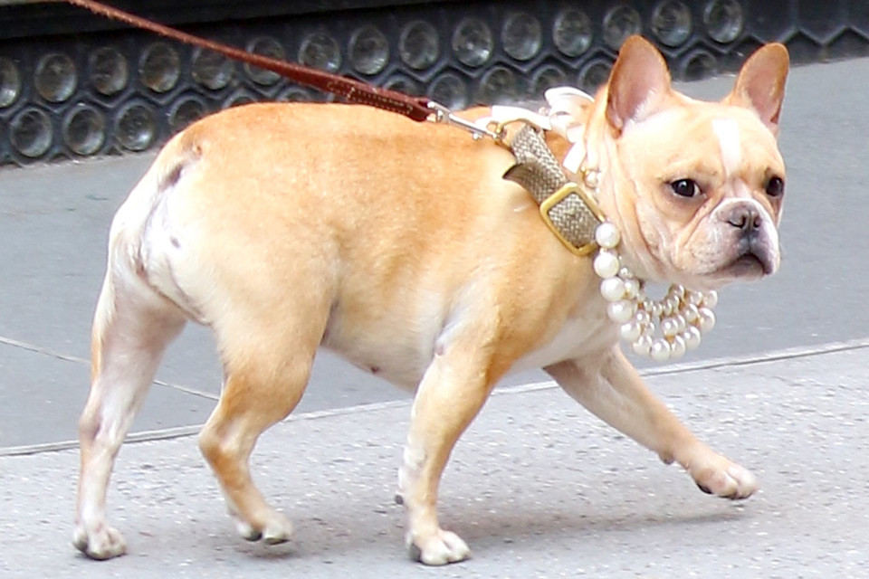 John Legend założył psu… perłowy naszyjnik