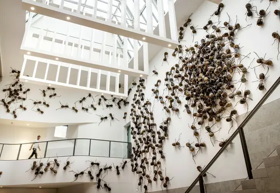 Przestali sprzątać muzeum w imię sztuki. Robaki stworzyły naturalną wystawę